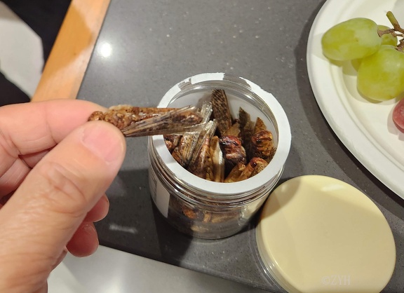 Eating canned locusts